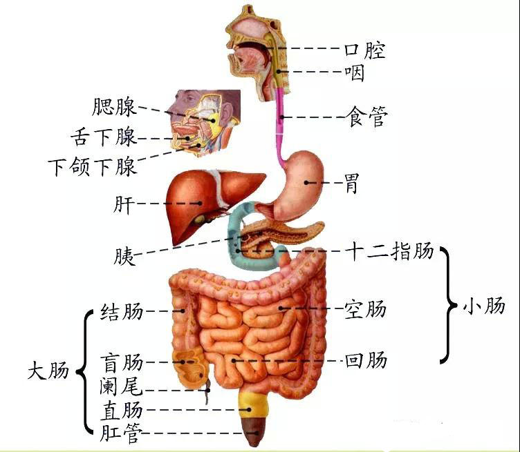 气管与胃管的结构图图片