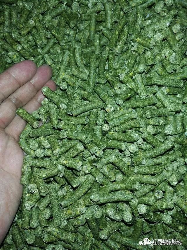 青绿牧草加工成颗粒饲料技术