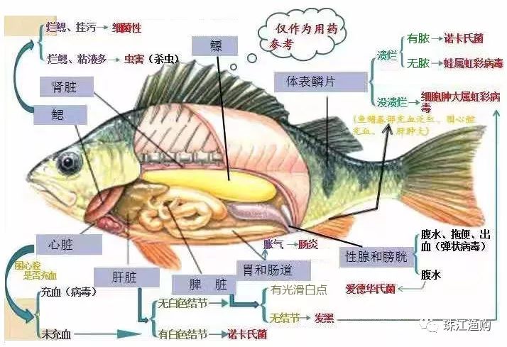 鱼的内部解剖图图片