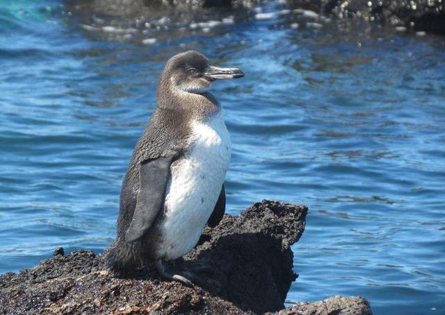 为什么地处赤道附近的科隆群岛,会生活着适应寒冷环境的企鹅?