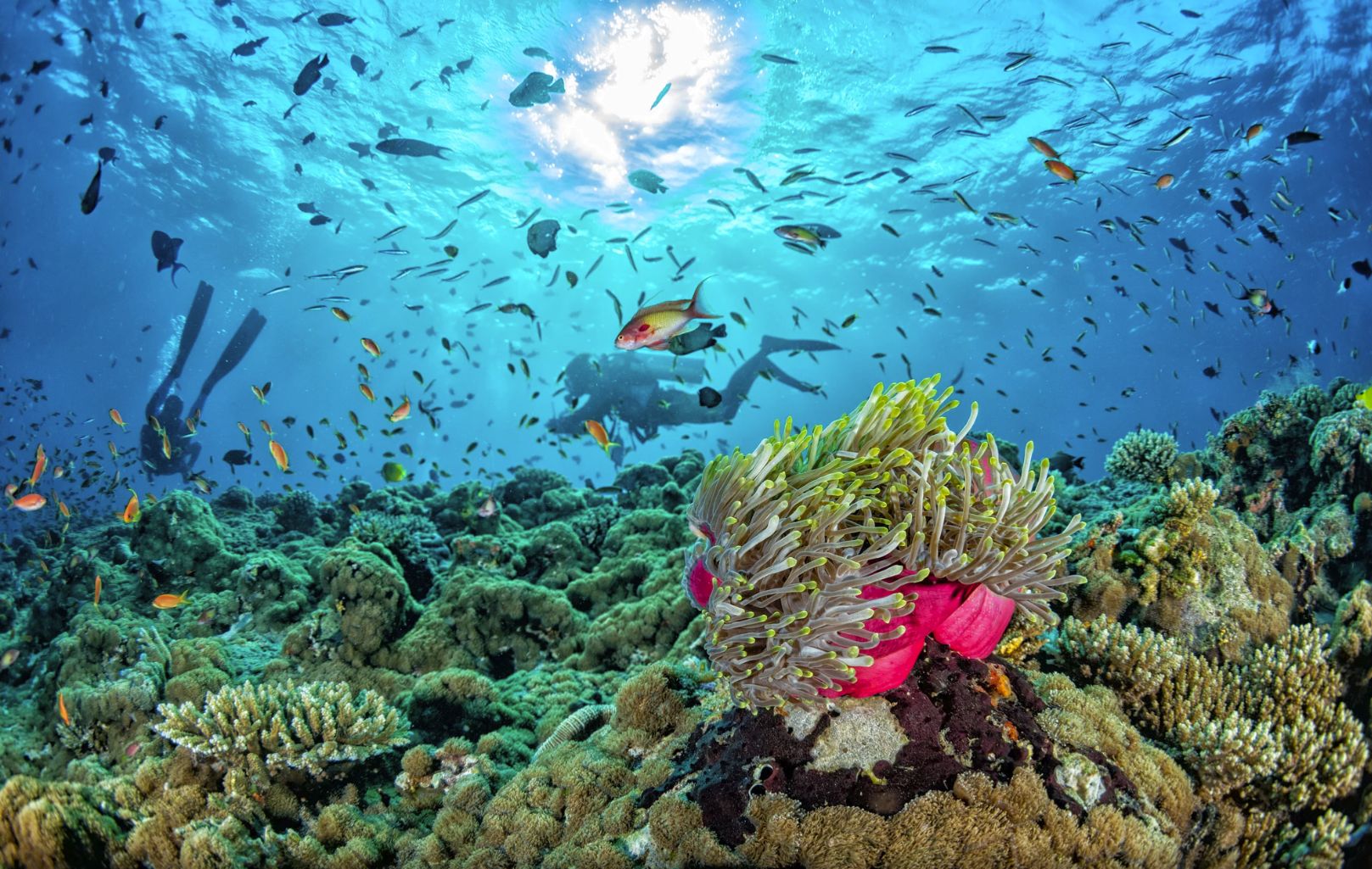 科莫多岛粉色沙滩让女性心动科莫多龙让男性心动那就出发去看