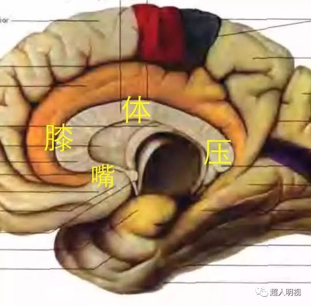 胼胝体位置图片图片