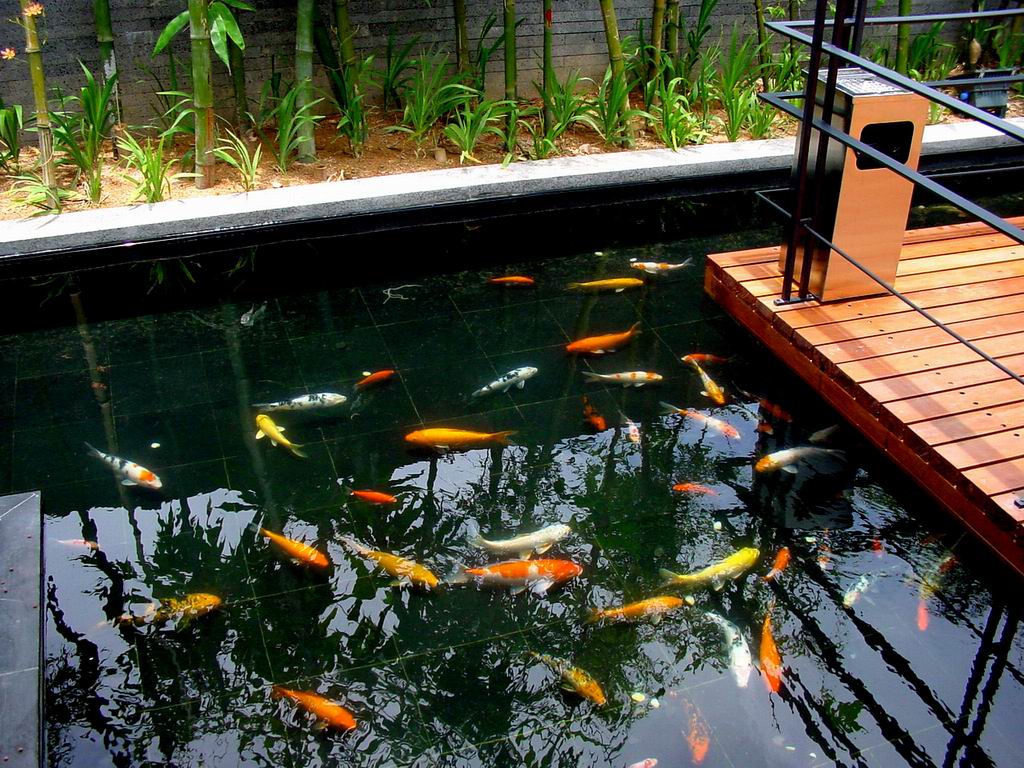 都需要一个净水设备,杰蒙尼鱼池过滤器这是一种生态净水设备,一年四季