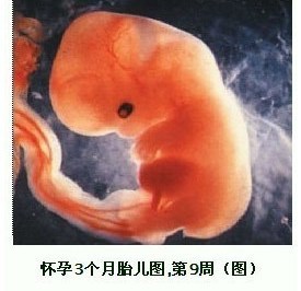 怀孕84天胎儿图片图片