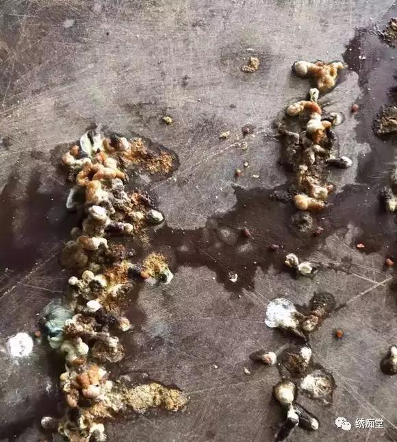 鸟类冬季管理概要看鸟屎知鸟态