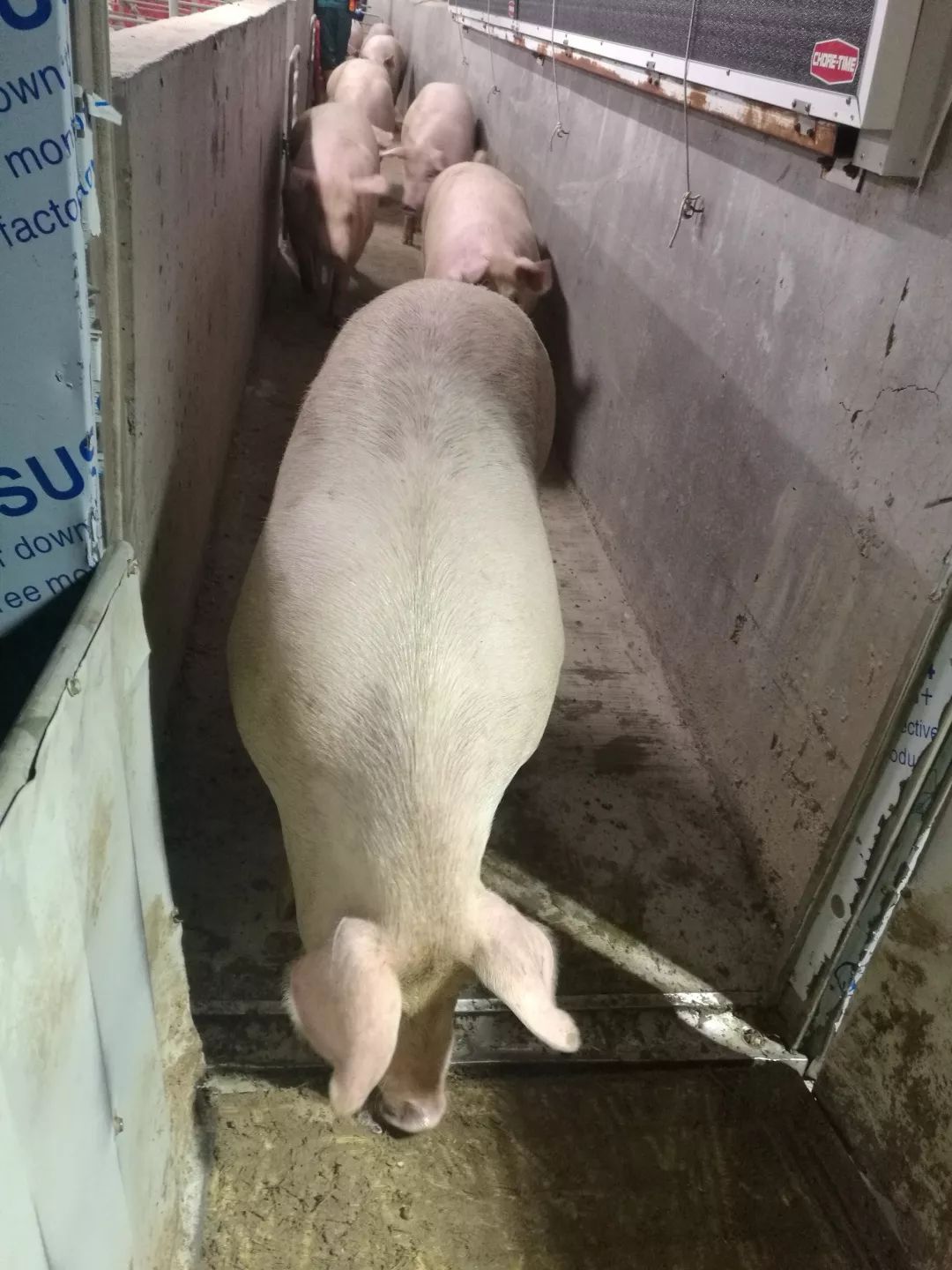 山西活猪首次实现直供香港