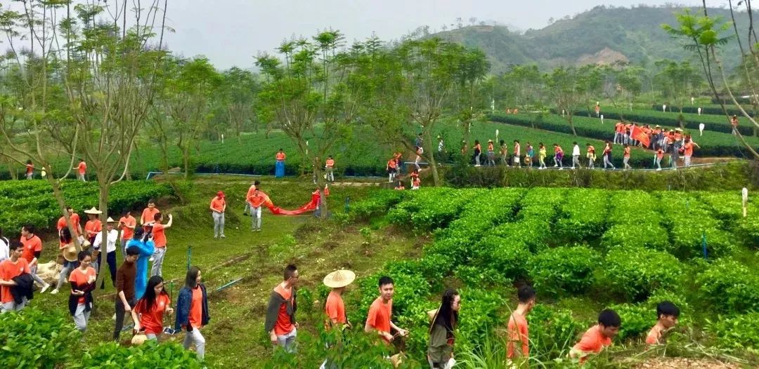 茶园徒步贰右侧:背靠群山,湛蓝的天空下隐逸着仙境般的山野一副极具