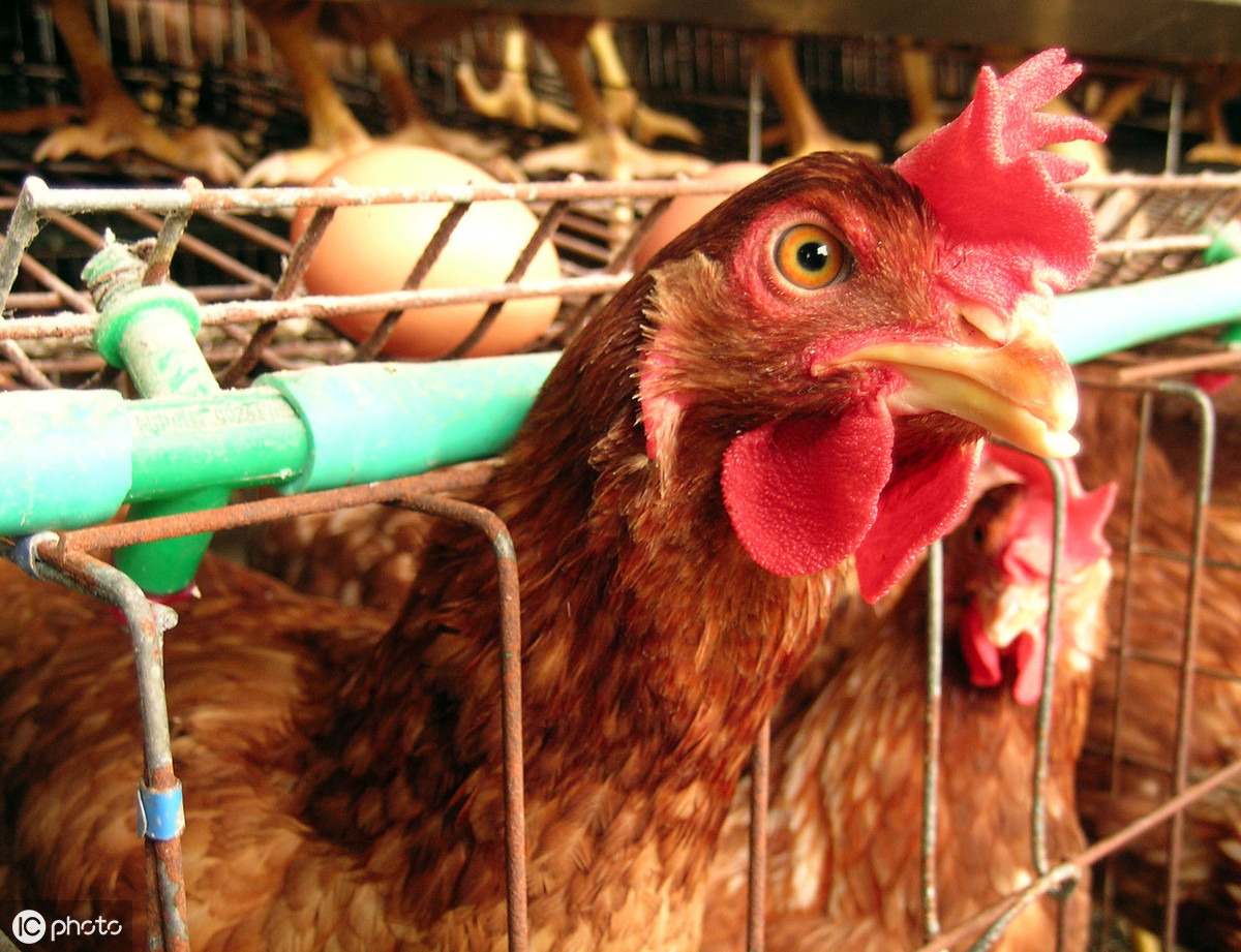 今日淘汰鸡价格20191021全国淘汰鸡价格行情