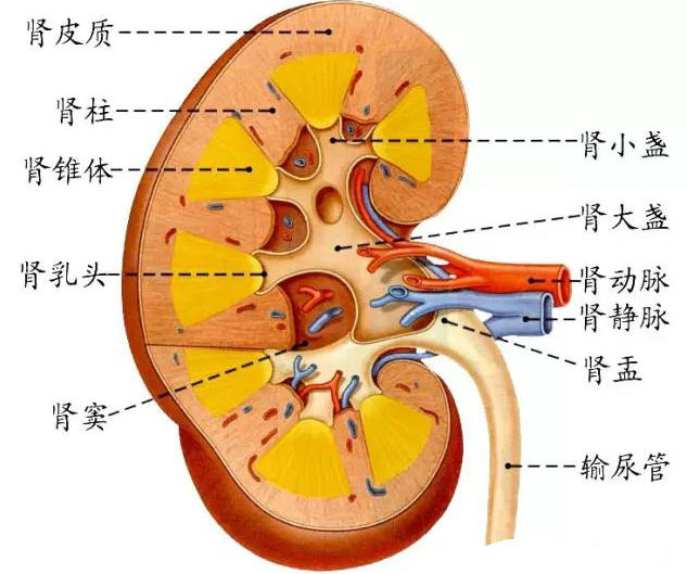 肾被膜解剖图图片