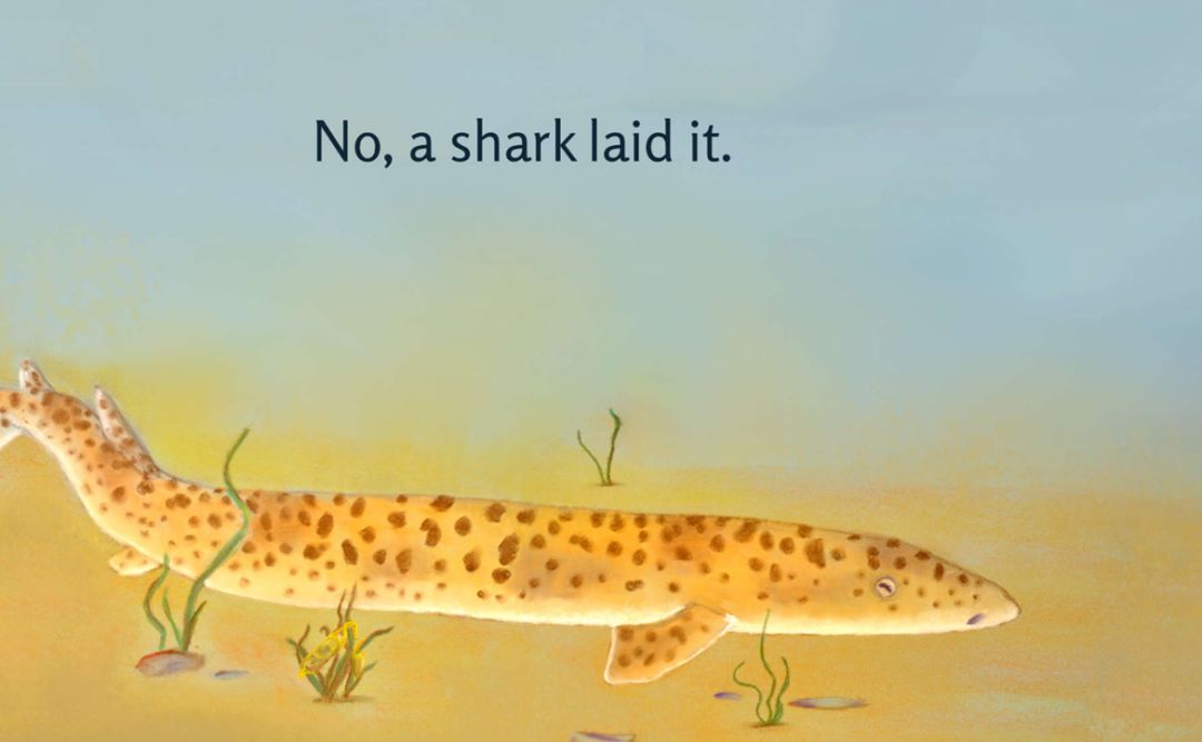 did a frog lay the eggs?是青蛙下的蛋吗?did a turtle lay