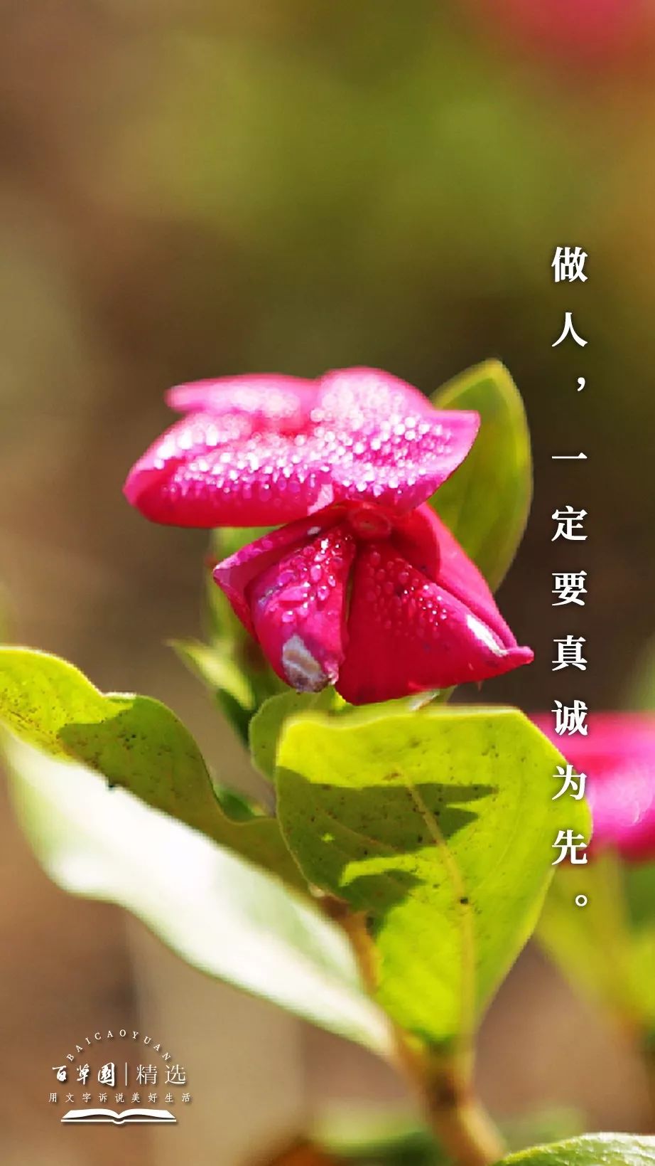 生活禅 | 67 做人,一定要真诚为先_心灵