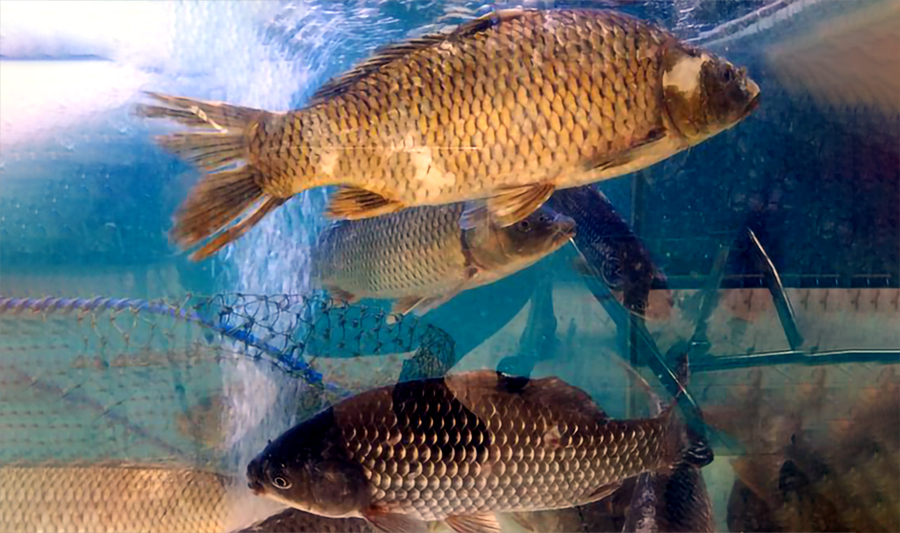 请小心,这里面可能含有致癌物孔雀石绿_婆婆