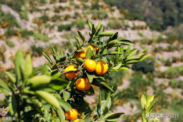 一年好景君须记最是橙黄橘绿时秋日橙黄橘绿图赏