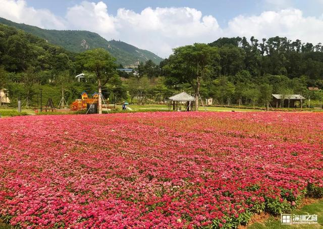 深圳首個市花主題公園開放花海已盛開人少還免費