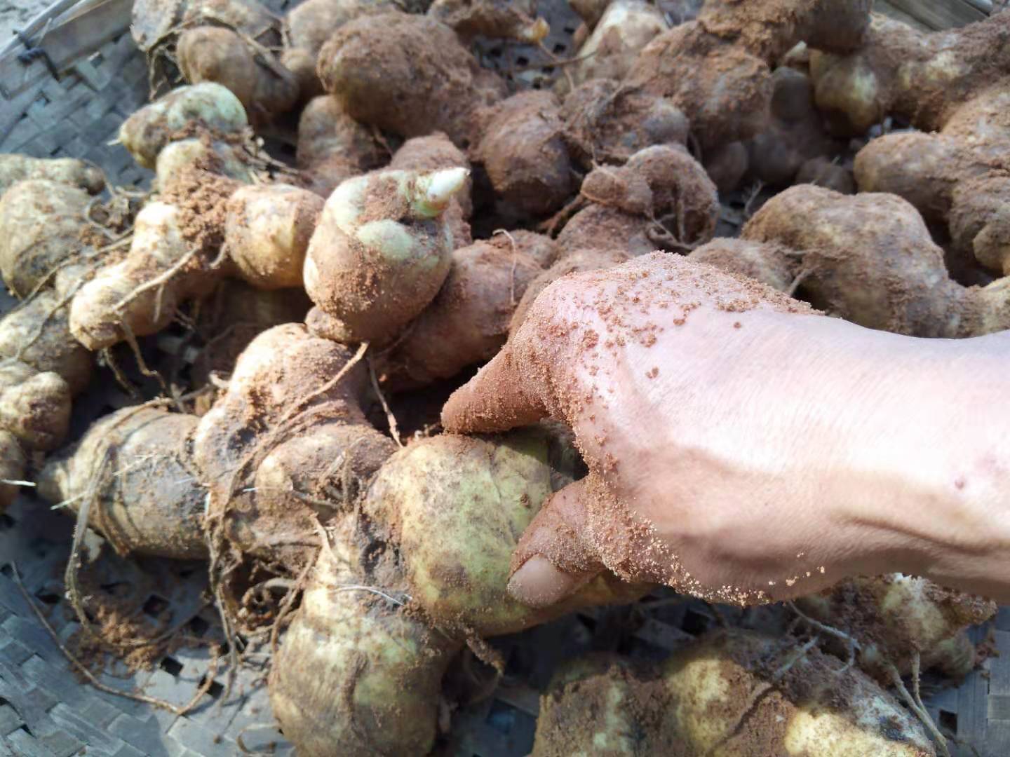 滇黄精块茎的育苗方法