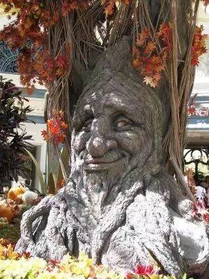 带你看看世界各地罕见的树太美了