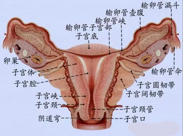 子宫峡部解剖图片