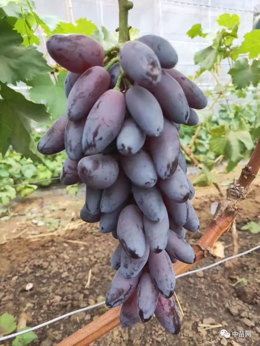 葡之梦葡萄源自美国树势强健外观漂亮香气浓郁耐运耐贮