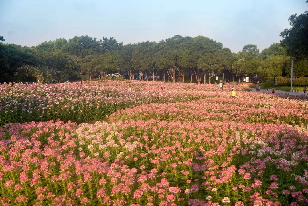 柳州柳东千亩花海图片