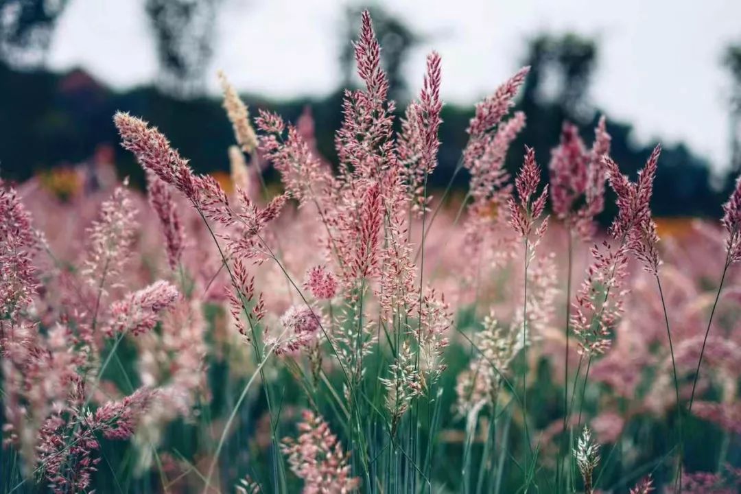 整个朋友圈都在盼的芦苇花海这6个小众观赏地快收好