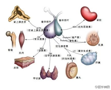 内分泌系统简易图图片