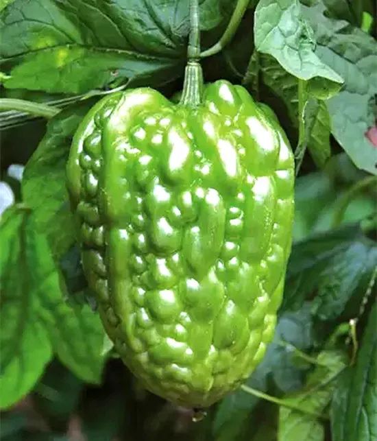 美食地理中国杜阮凉瓜