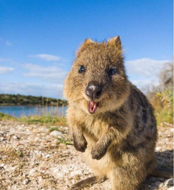 微笑的短尾矮袋鼠世界上最开心的萌物