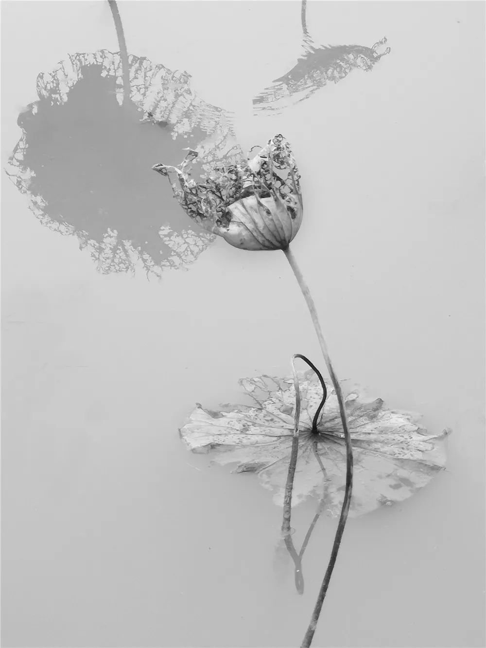 影像心得程黙的黑白摄影作品拍残荷的禅意之境供大家欣赏分析