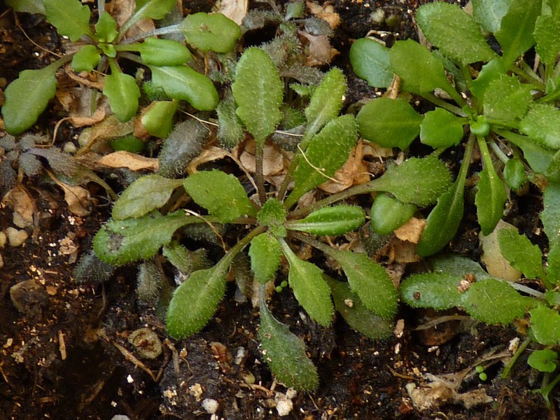 原创spl家族转录因子参与拟南芥花序期的耐热性调节