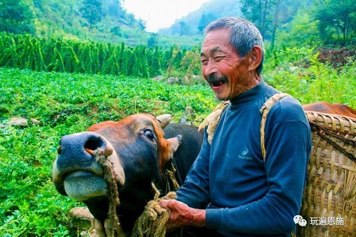 着牛的品格和秉性的人物,敢于开拓创新的"拓荒牛",吃苦耐劳的"老黄牛"