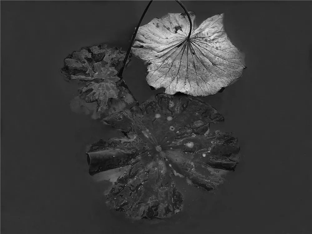 影像心得程黙的黑白摄影作品拍残荷的禅意之境供大家欣赏分析