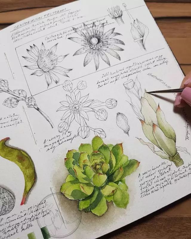 大神的植物手绘笔记不会画画不是好植物学家