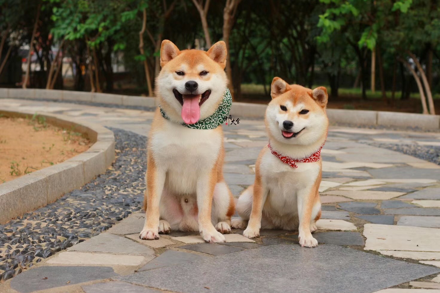 有的豆柴身高,体重只有标准柴犬的一半.