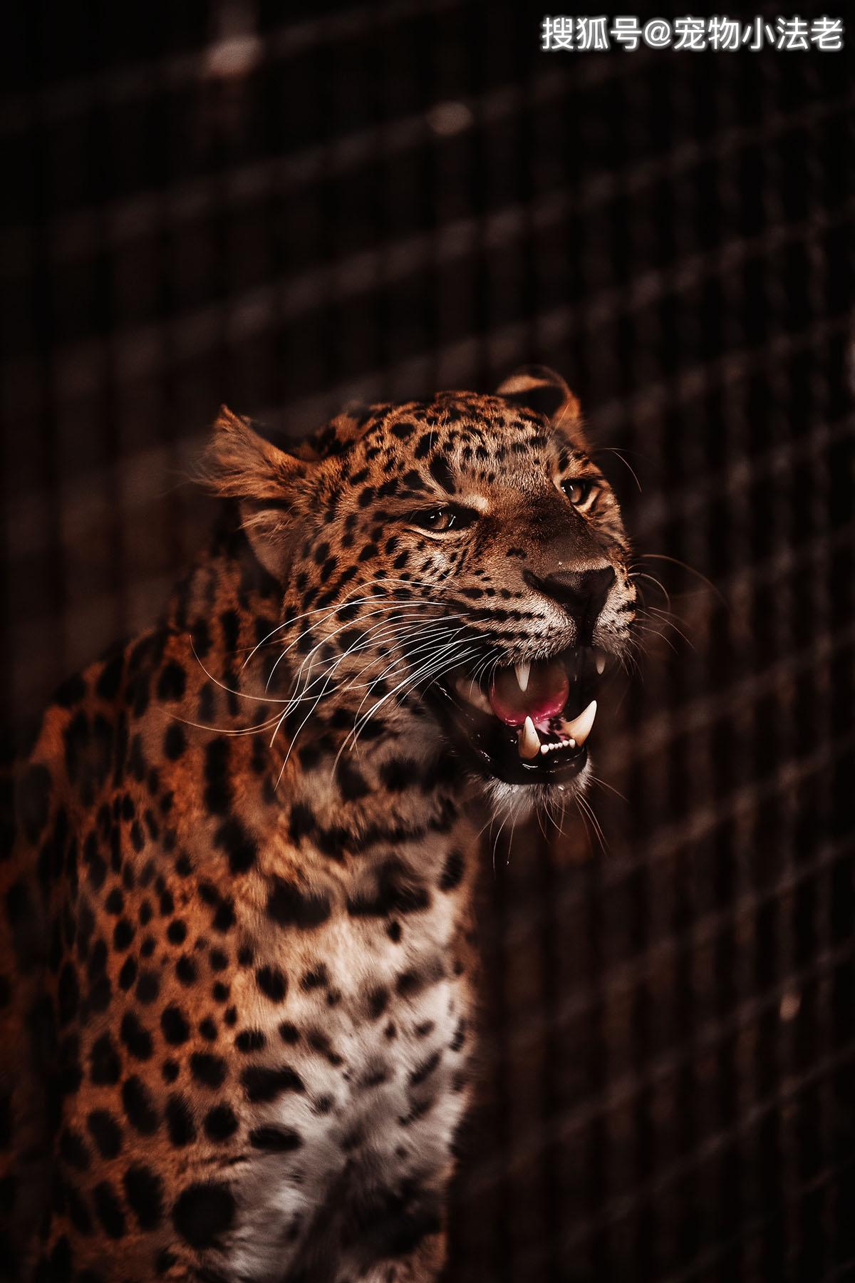 原创如果将巨型比特犬和花豹关一起你觉得谁会赢答案毫无悬念