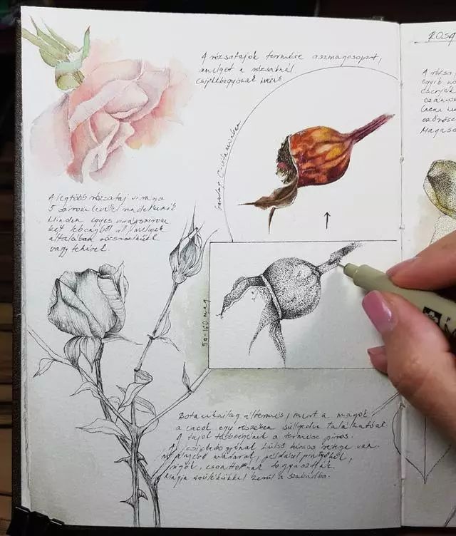 大神的植物手绘笔记不会画画不是好植物学家