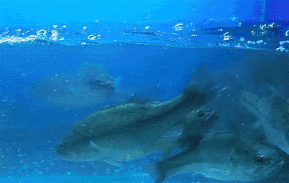 招牌生啫海鲈鱼 波斯顿小炒鸡 咸鱼茄子煲 ……_食材