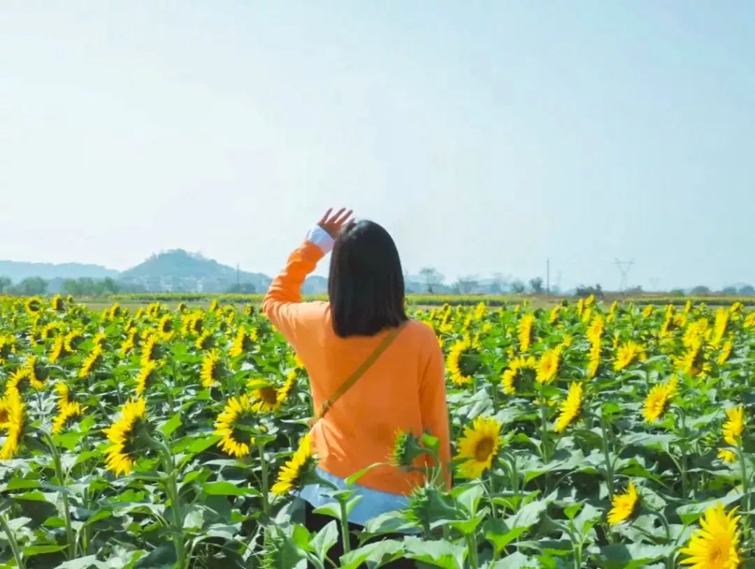 富川這片向日葵花海正盛放,快去打卡賀州絕美秋天!