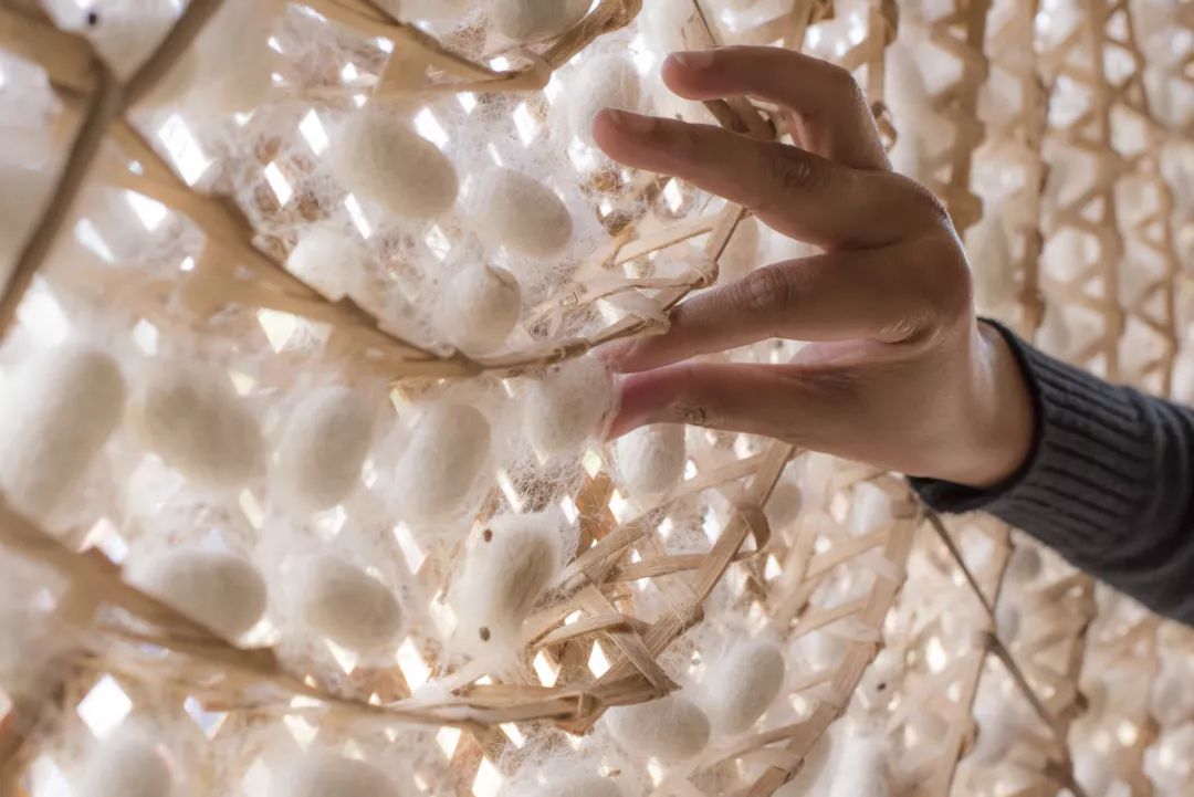 自然探究课招募走进丝绸之路桑与蚕之歌