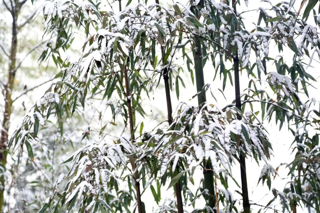 雪後訪滴水村