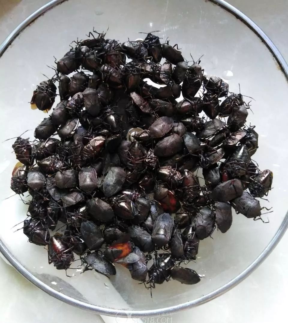 喜欢把它叫做臭屁虫或者臭大姐,它是蝽科昆虫的一种,外表多为暗黑色