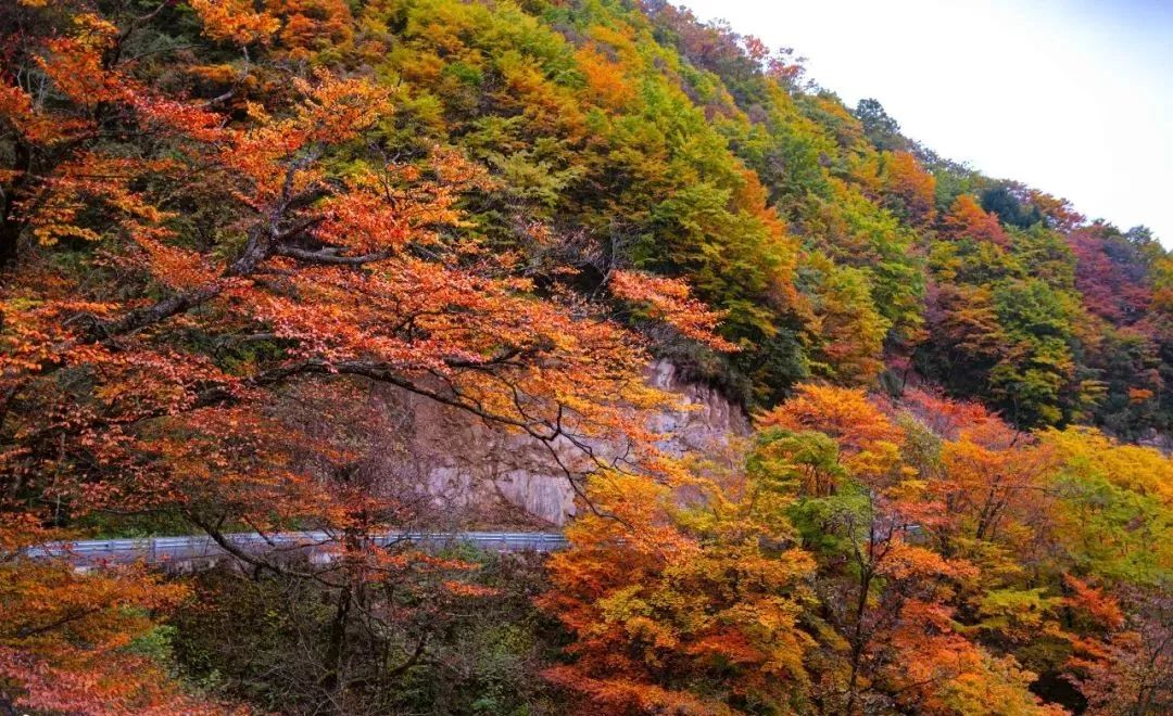 神仙树秋天图片