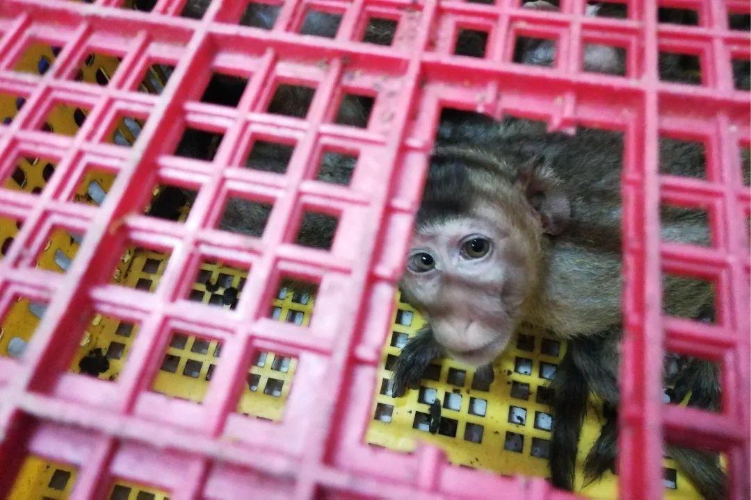 打私2735只南宁海关最大规模走私食蟹猴案侦破10人被移诉