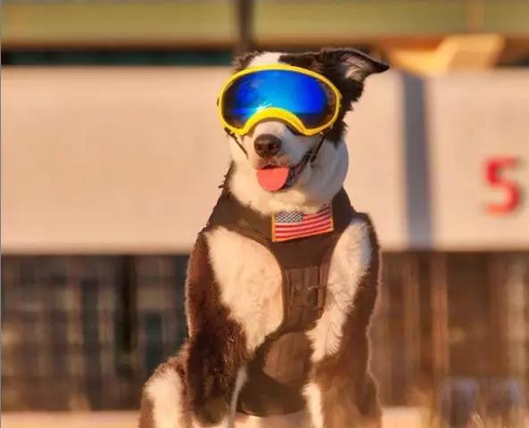 piper是一只被领养的狗狗,2014年,他开始和主人在一起机场工作.