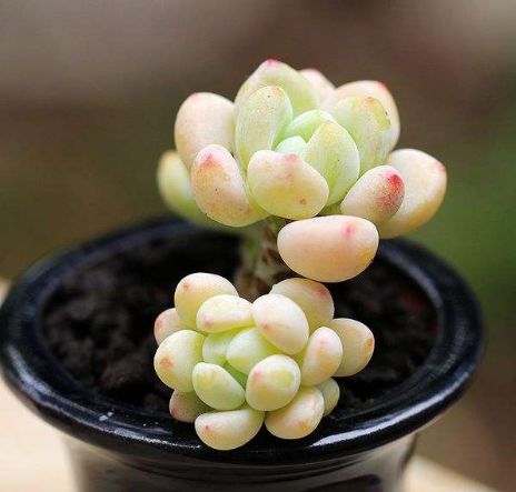 爱贝童趣eca | 萌趣来袭 可爱多肉带回家!