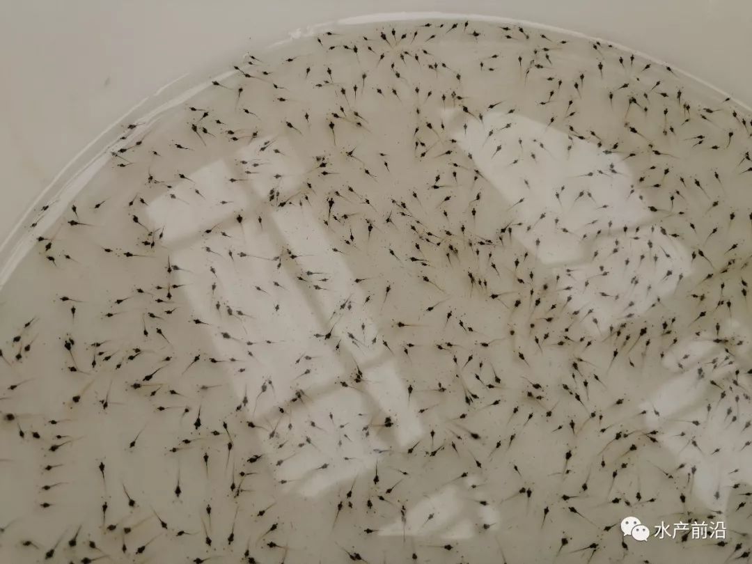 北方的虾苗几月养殖