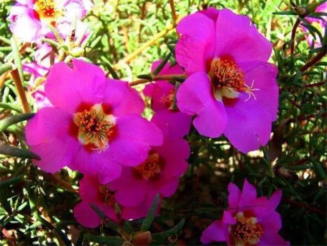 喜阳花卉就得多晒太阳否则可能连花都开不好