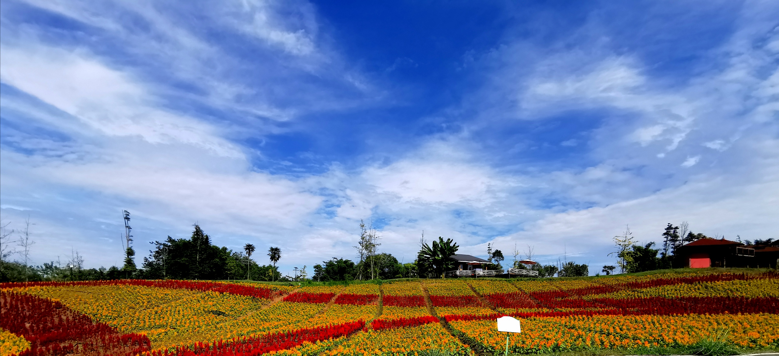 蔚然花海景区图片