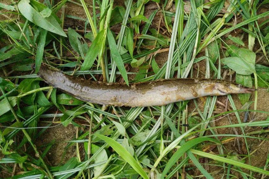 英德人这种鱼叫它辣锥卖到一百多一斤现在却越来越少见了