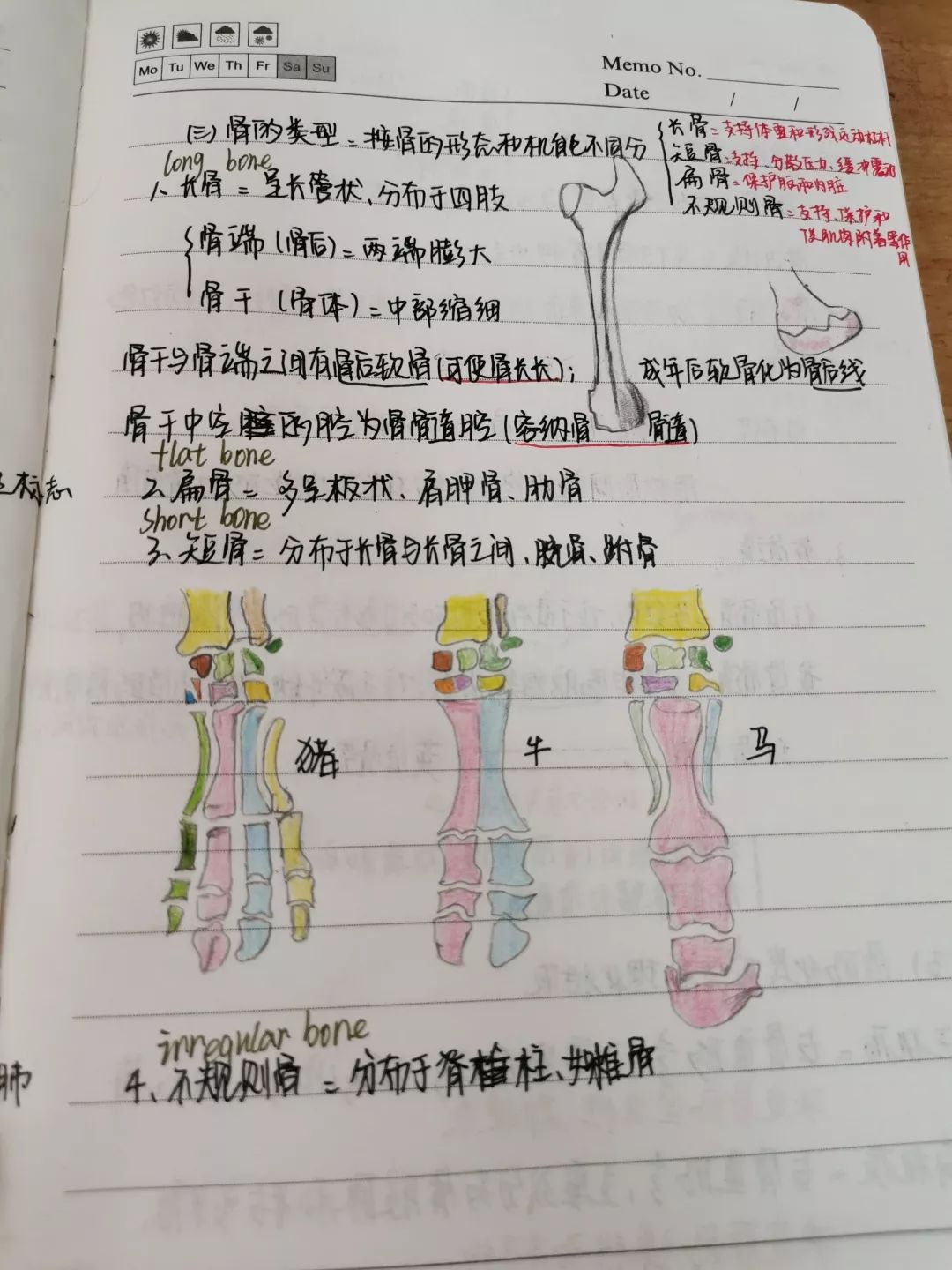 而我们今天带来的"学霸"笔记,除了排版整齐,字体优美之外,手绘插图更