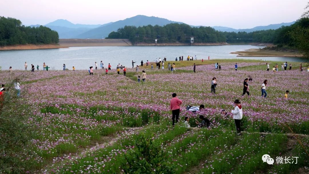 头条丨长汀大同镇红湖村大片格桑花悄然盛开花开成海醉游人